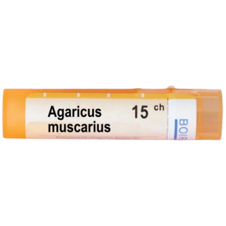 Agaricus muscarius 15 ch