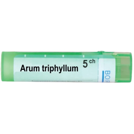 Arum triphyllum 5 ch