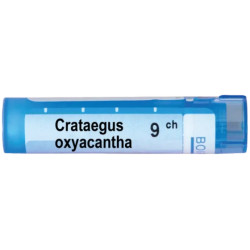 Crataegus oxyacantha 9 ch