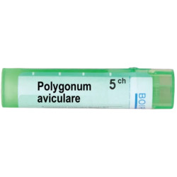 Polygonum aviculare 5 ch