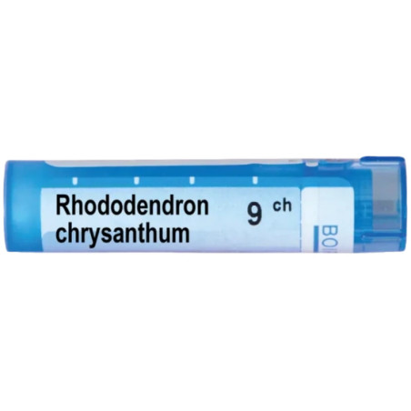 Rhododendron chrysanthum 9ch