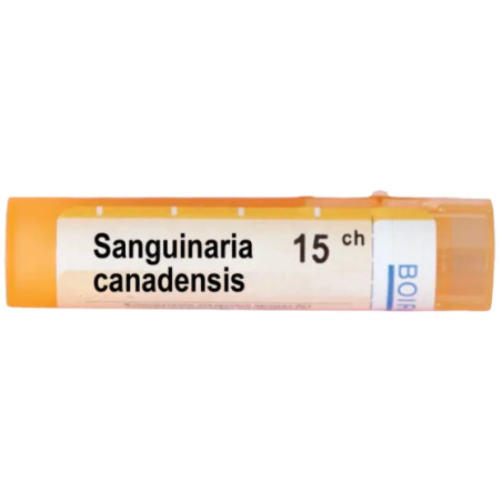 Sanguinaria canadensis 15 ch