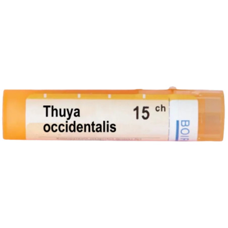 Thuya occidentalis 15 ch